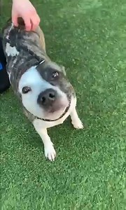 1.3K views · 115 reactions | Chloe (#A1118991) wanted to list a few things about herself so that you decide to adopt her!  ✨ Enjoys but scratches and belly rubs ✨ Squishy toy enthusiast ✨ Consistent wiggle butt ✨ Certified dog genius (especially when treats are involved) ✨ Training to be an Olympic swimmer ✨ Friends with everyone Sound like a match? Adopt Chloe online today at BeDallas90.org/pets. | Dallas Animal Services and Adoption Center | Facebook