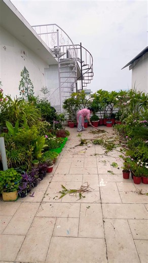 Terrace garden cleaning #gardeningtips #gardening #plants #organic #vegetables #organicfarming