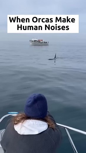 Incredible footage! #pnw #orca #whale #orcas #boatlife #killerwhale | Leash Bear