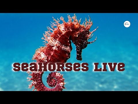 Seahorses Lives - A Closer Look at the Unique Lives of these Enchanting Creatures
