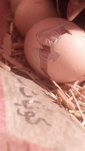 🐣 يخرج الحي من الميت و يخرج الميت من الحي