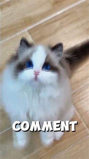 Legendary Cat Energy