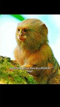 Have you ever seen a monkey smaller than an apple? #wildlife