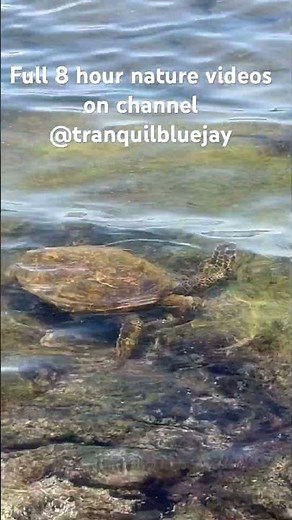 Sea Turtle in Hawaii 🐢 | Relaxing Ocean Nature Sounds