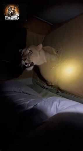 POV: You're trying to sleep in your tent and this happens. Hear that tear? What would you do when a lioness wants to join your camp? #wildlife #WildAnimalEncounters #Lioness #SafariTent #Africa #RealDanger | Wild Animal Encounters