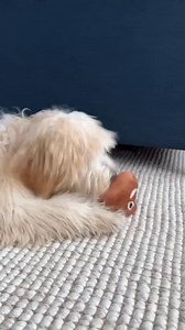 💩🐾 Endless giggles for everyone—yes, even the pups! This talking poop toy turns playtime into a hilarious, laugh-out-loud experience for kids, adults, and furry friends alike. 🎉🤣 Perfect for family fun, pranks, and silly moments that never get old! | Uniqueous.P