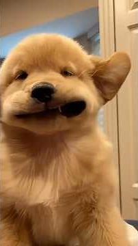 Cute Dogs Playing with Owners & Diving into Water 🐶💦