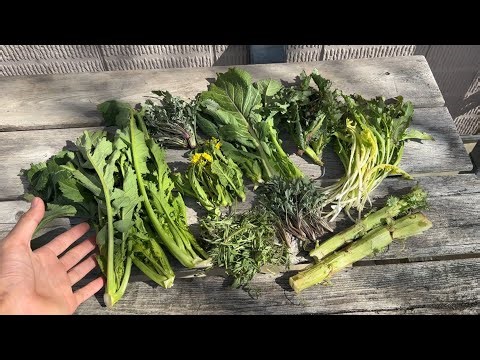 Picking wild plants: Enjoy seven kinds of riverbed weeds: mustard, dandelion, sowweed, mugwort, r...