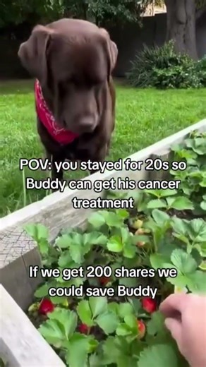 #RepostCancer can’t beat friendship! Let’s raise $4800 for Bobby and Buddy’s surgery. Every share