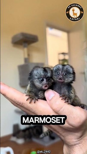 Meet the Finger Monkey — The world’s smallest primate #shorts