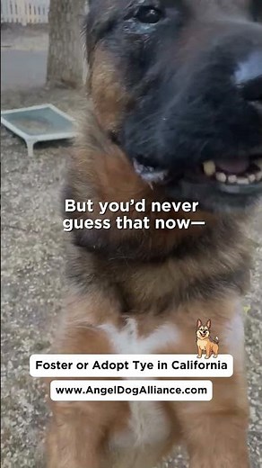 This German Shepherd Fought for His Life—Now He’s Fighting for a Home|Adopt Tye in California