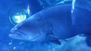 Brutus the Giant Grouper is a big boy! Some are known to grow as big as 9 feet! He's one of those fascinating friends you'll enjoy visiting again and again with your Annual Pass.- For a limited time, when you buy or renew a Newport Aquarium Annual Pass you'll get 2 extra months FREE: https://www.newportaquarium.com/Aquarium-Admission/Annual-Passes | Newport Aquarium