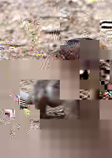 Most adorable Jane's baby! really lovely newborn baby monkey is try walking and play around her mom and look so happy... | Jane Family