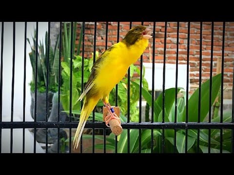 Canary’s Most Powerful Song for Training!! Amazing Canary Singing