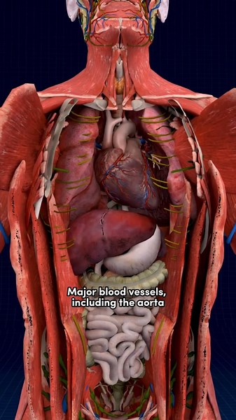 Heart Location & Anatomy 🫀