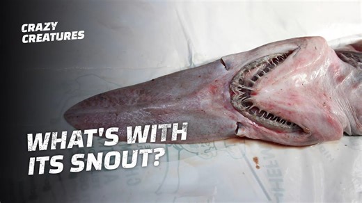 Goblin Sharks: The Ocean’s Creepiest Predator