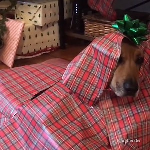 The only gift I want this Christmas 🐶 | VT