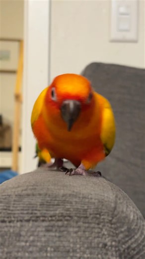 screams of sun conure parrots #birds #sunconure #parrot #talkingparot #lovebirds #screamparrot