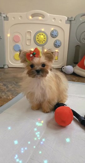 Cute Morkie Puppy TikTok Compilation