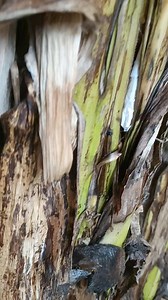 1.4M views · 3.1K reactions | LABAS MGA BASHER need ko kayo ngayon藍藍藍 (bago karunungan KALOOB ng isang Matandang Mangyan #reelsfbシ #foryouシ #antinganting #Orasyon Kumander Leon Agimat Davao Mayobentiotso Milnuwebesintosnubinta | Agimat Ng Mangyan | Facebook