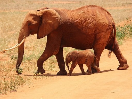 Play Animals Jigsaw Puzzle - Elephants | Free Online  Games. KidzSearch.com