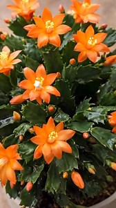 Christmas Cactus Bloom Booster: One Simple Trick for More Flowers See the steps in comments 👉 | Garden Tricks