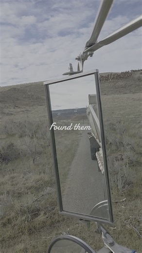 Exploring Peaceful Elk in Wyoming's Wildlife