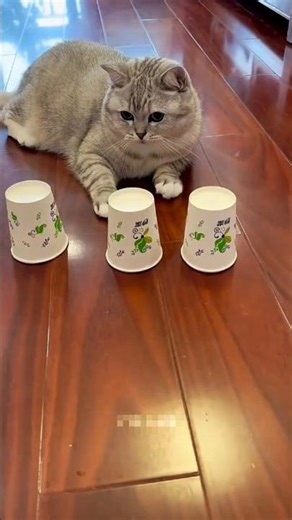 Unbelievable Cat Intelligence Test