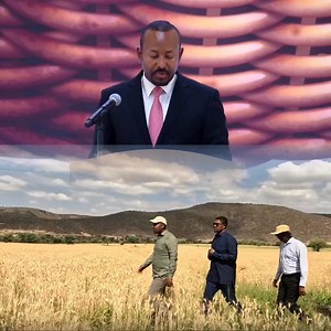 Ethiopia leading Africa in wheat exports is a proud milestone! May this spark a food revolution across the continent.Ethiopia’s agricultural reform is inspiring. A major win for self-sufficiency, dignity, and development. #WheatRevolution #Ethiopia #wheat 🇪🇹 | Ethio-Trends