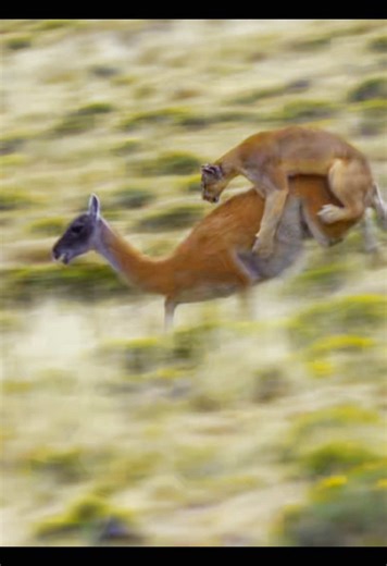 Exploring the Puma: The Majestic Wildlife Cat