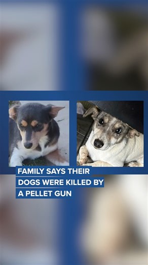 DOG DEATHS: A Lamont family, currently dealing with the loss of two of their dogs, says their neighbors are to blame. They think their dogs were killed by a pellet gun fired by their next door neighbors son. Neighborhood News Reporter Priscilla Lara spoke to the family and Kern County Animal Services about the deaths. Full story on turnto23.com #lamont #kerncounty #bakersfield #news #crime | 23ABC Bakersfield