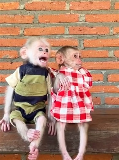 Adorable Baby Monkeys That Will Melt Your Heart