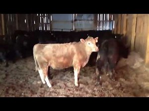 Breeding and Feeding Angus Cattle | Guide on How to Raise Black Angus Cattle