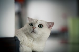 CATastrophic Conundrum: TX Lawyer Addresses Viral 'Cat Zoom' Video 'Meow Meow!'