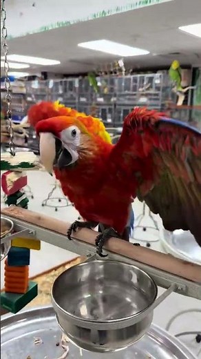 Baby Scarlet Macaw for Sale – DNA & Disease Tested | Almost Weaned & Hand Fed