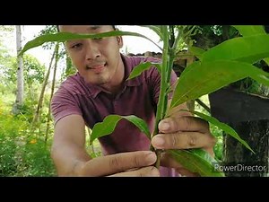 Agricultural Crops Production NC II: Asexual Propagation (Grafting)