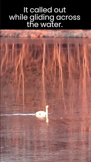 Listen to the Haunting Call of the Tundra Swan at Bombay Hook National Wildlife Refuge