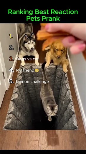 Ranking Best Reaction Pets Prank