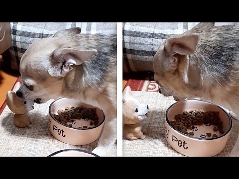 Dog Angry With His Toy While Eating (Funny Dog Videos)
