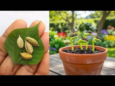 🔴 LIVE 🌱 How to Grow Cardamom Tree from Seed at Home (Step by Step) #livestream #live