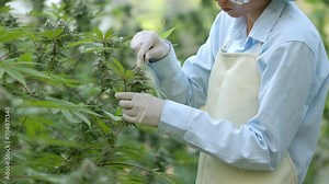 Researchers prune marijuana plants To cut complete plants for the production and extraction of cannabis products. Pharmaceutical industry.