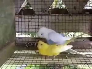 Accouplement Perruche Ondulée تزاوج البادجي