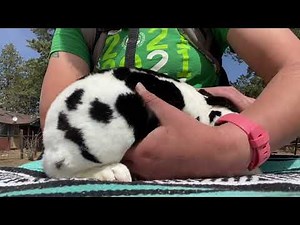 How To Palpate A Doe | Is Your Rabbit Pregnant?
