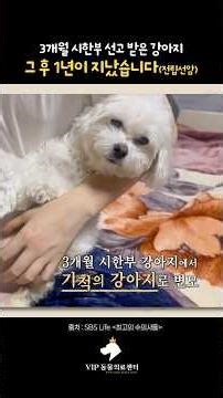 It's too early to give up on prostate cancer in dogs. (Before and after surgery comparison)