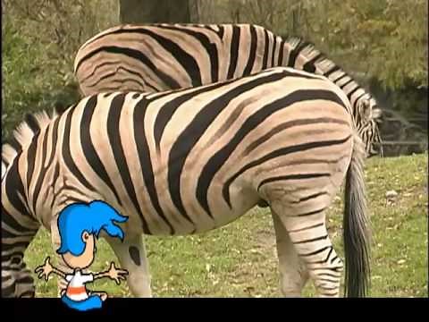 Billy Blue Hair - Why Do Zebras Have Stripes?