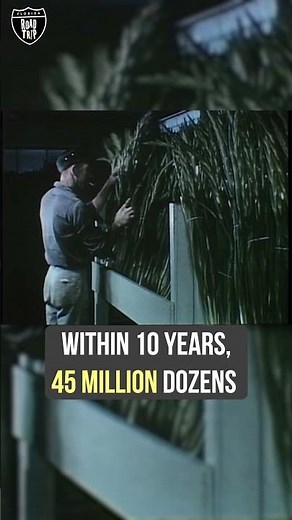 Fort Myers: The Gladiolus Capital of the World 🌸 | Florida Road Trip