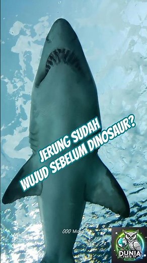 Jerung Sudah Wujud Sebelum Dinosaur? #faktaunik #faktamenarik #jerung #shark