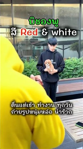 #Bichon #Bichon Friche #Mini Bichon #Bichon Cute #Bichon Show Grade #Mini Bichon #Korean Bichon #...