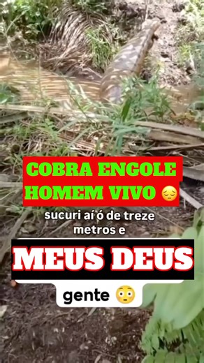 COBRA ENGOLE HOMEM #viral #viralvideo #shorts #shortvideo #vlogsdopk #youtubeshorts #short #cobra
