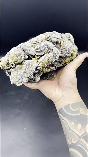 Frozes Deceased Alligator Snapping Turtle Hatchlings 👀